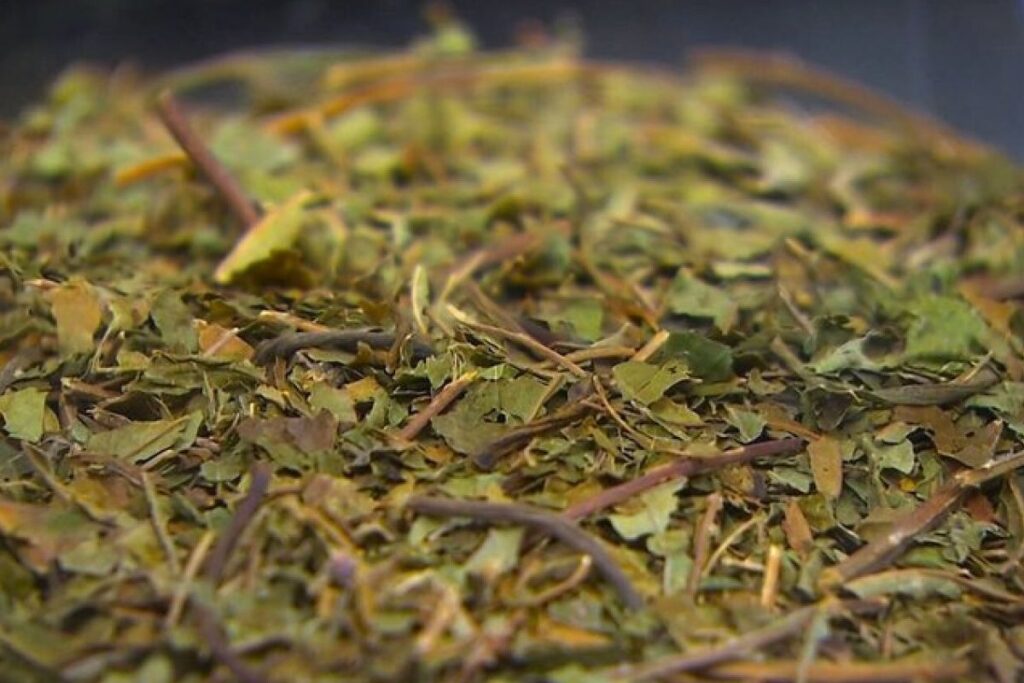 First safety studies of compound 7-OH, part of Kratom plant