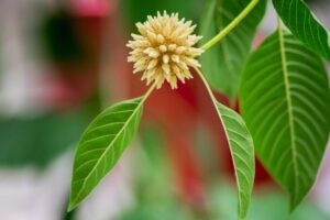 Banning Kratom Won't Save Lives