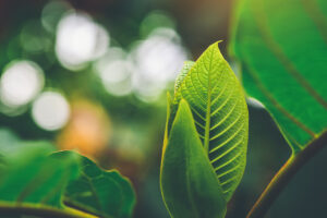 Follow the science around 7-oh.