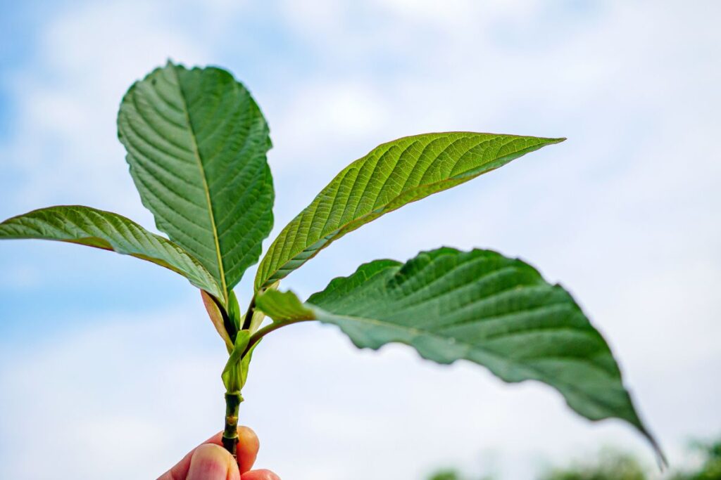 Where is the Crisis? Six Months After FDA, HHS Announced Plans to Schedule 7-OH, Death Toll Remains at Zero